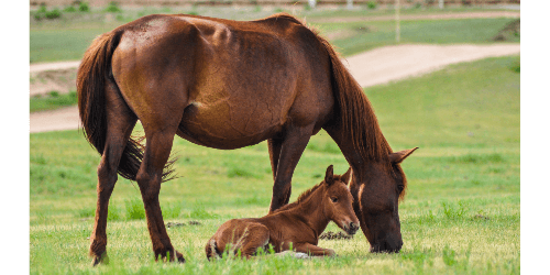 AAM         LF Plus           "Früher Tarif"