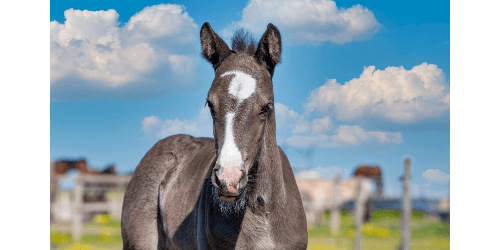 ASTHO         LF Basis    "Später Tarif"