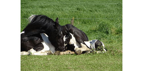 AAM LFBasis           "Früher Tarif"